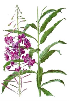 Кипрей, лист неферментированный 1747