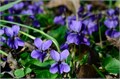 Фиалка 2615